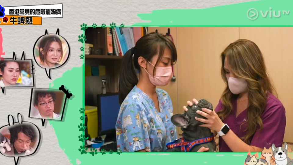 Dr. Any毛 Ep. 5 - 香港常見的危險寵物病-牛蜱熱 Clip #3